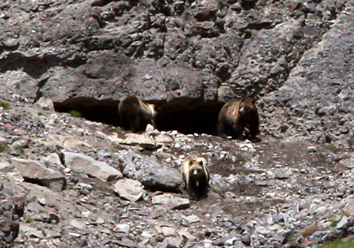 Grizzly Moth Site